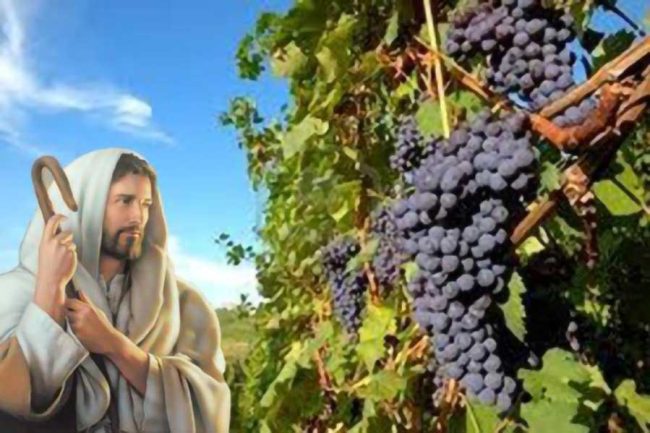 vine